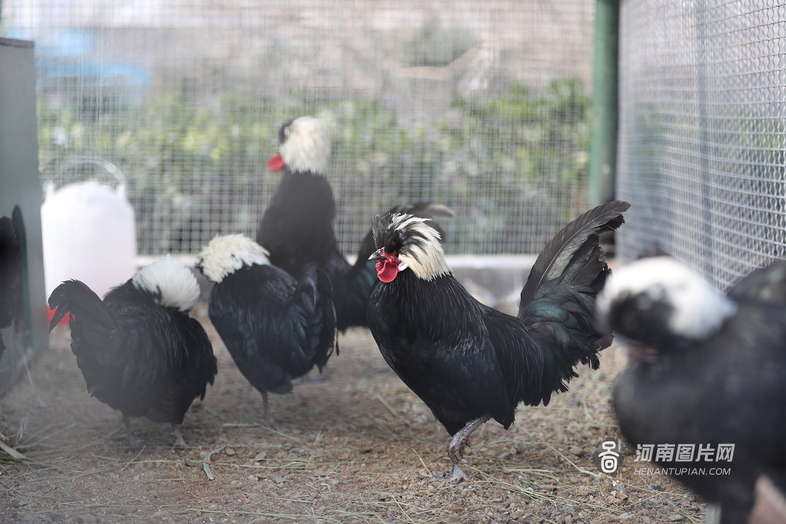 波兰帽子鸡所以,开年第一天民间以红纸剪鸡作窗花,而且把这天定为鸡