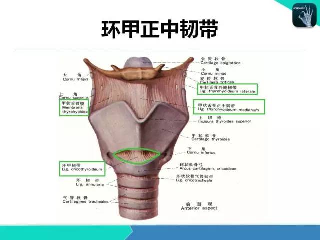 一劍封喉大媽這解剖學的比醫生還牛