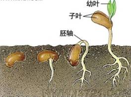 绿豆种子内部结构图片