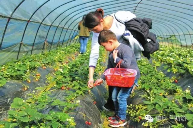 重庆这15个草莓采摘地带你过抿抿甜的冬天