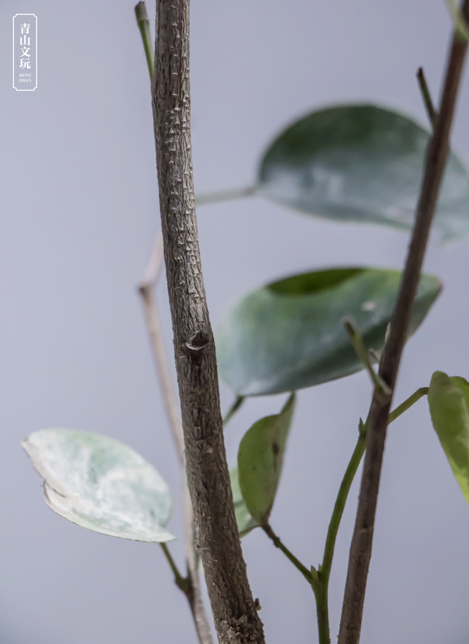 幼苗时期的树茎,树皮