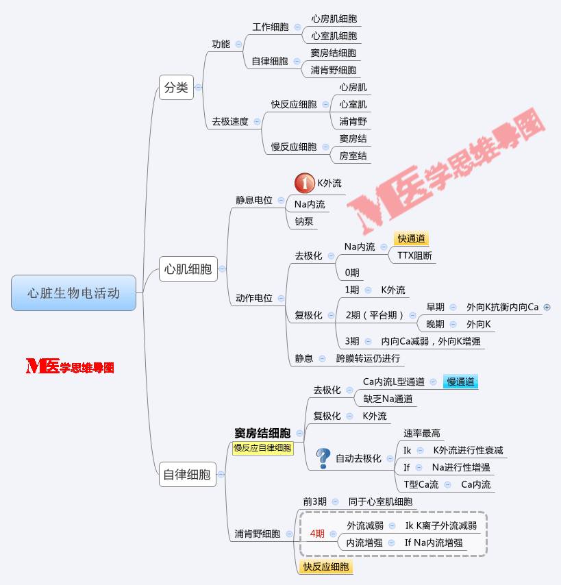 初中心脏思维导图图片