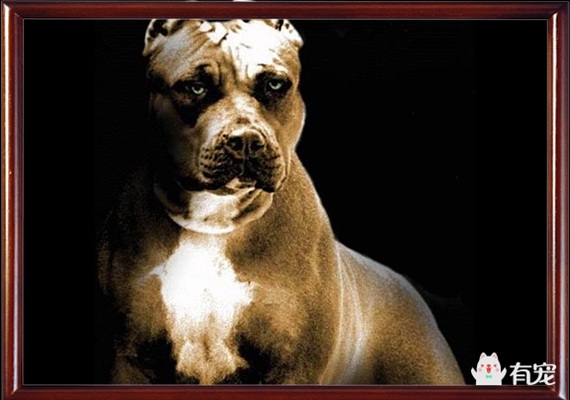 波瑟隆犬图片