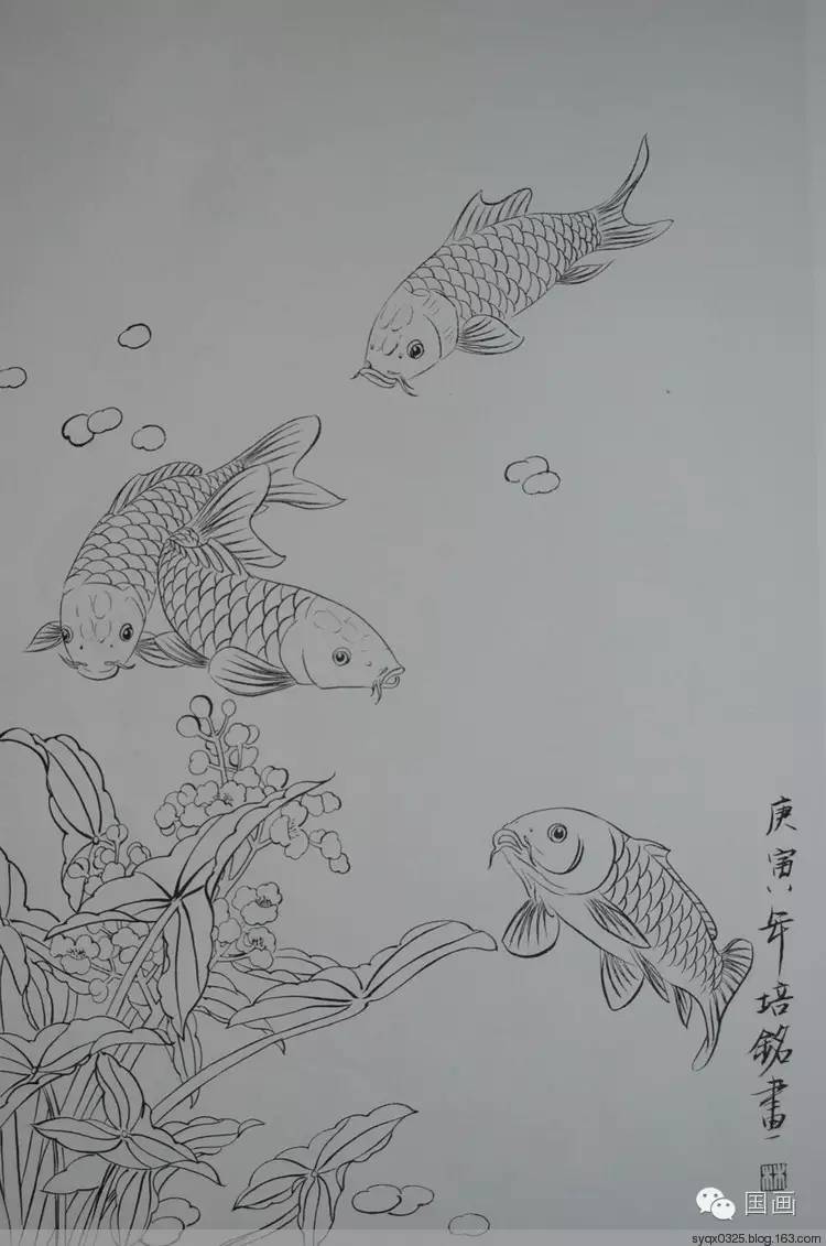 白描鲤鱼图工笔荷花红鲤鱼画法解析3鼻孔 4触须 5腮孔 6鳃盖 7