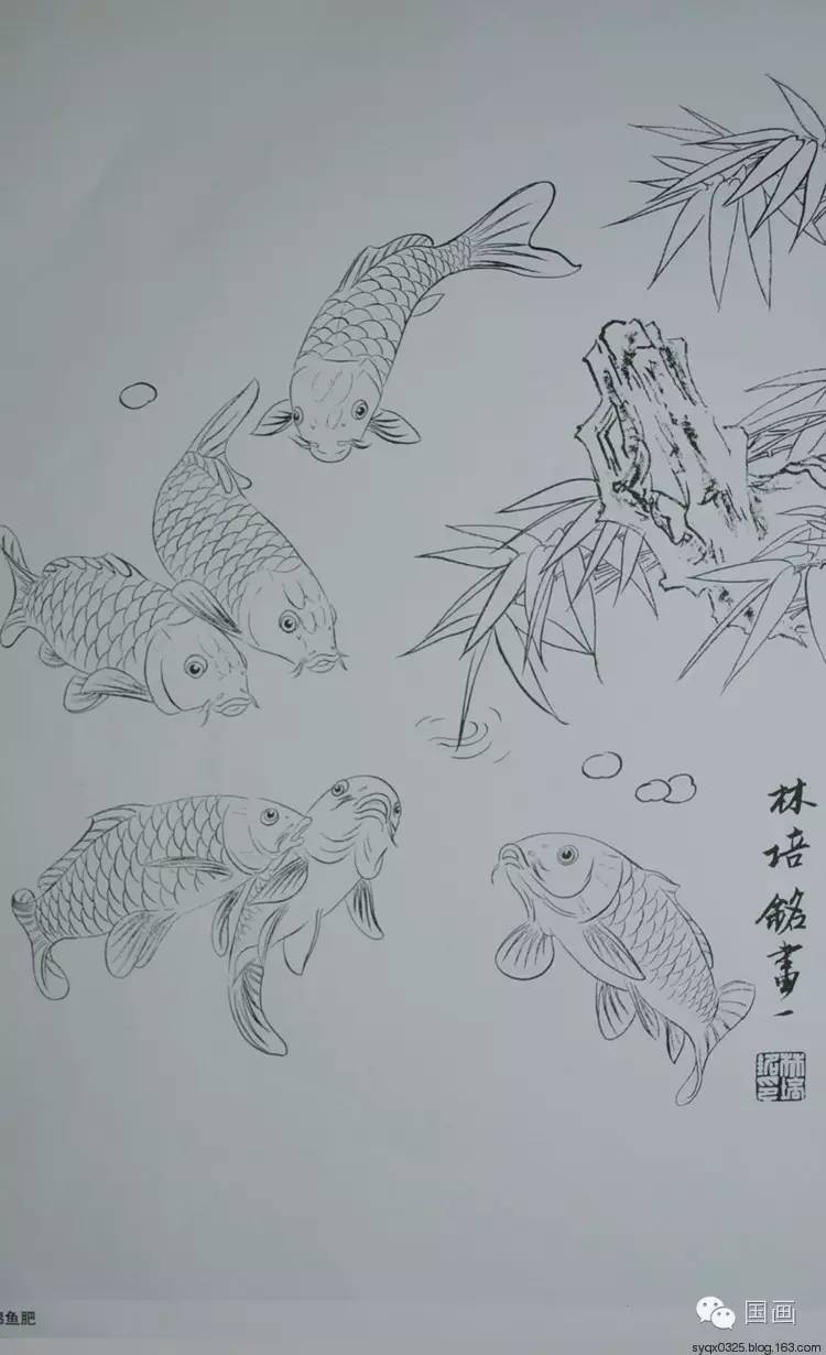 白描鯉魚圖工筆荷花紅鯉魚畫法解析3.鼻孔 4.觸鬚 5.腮孔 6.鰓蓋 7.