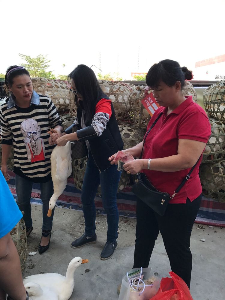 市农村青年致富带头人协会常务副秘书长周慧楠资助周永安销售鸭子