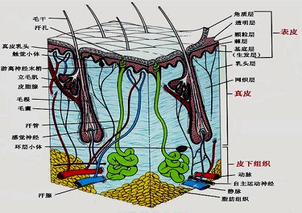 人体皮肤的"四道防线"