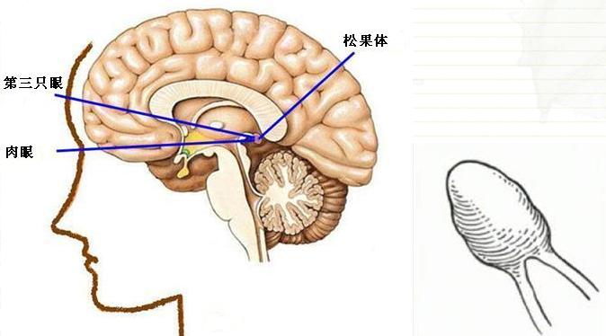 我們的大腦中有內分泌器官叫松果體,它的主要功能是在夜間當人體進入