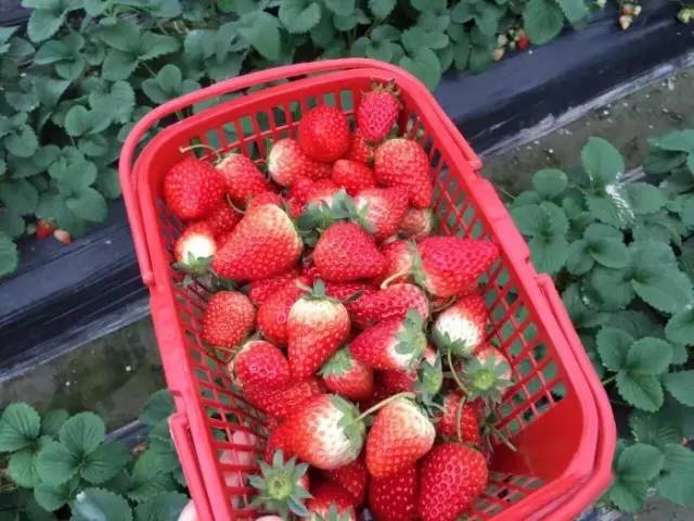 个大的三两一个都有,离萧山湘湖景区1公里的地方就有大片的草莓