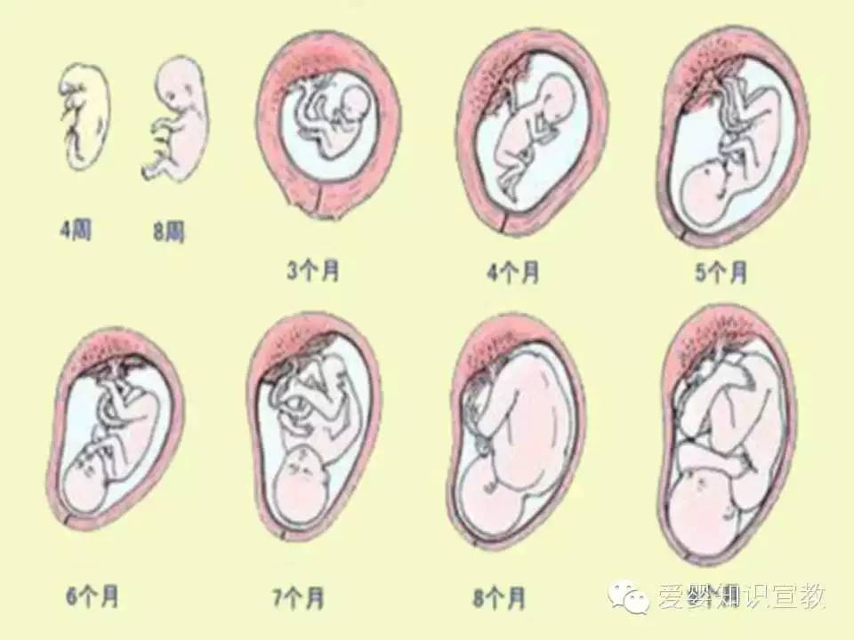 怀孕子宫大小变化图图片