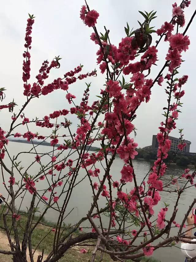 松山湖桃花图片图片