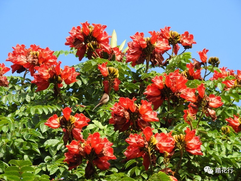 踏花行花卉论坛(踏花行花卉论坛 官网)