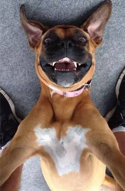 狗狗怼脸自拍图片