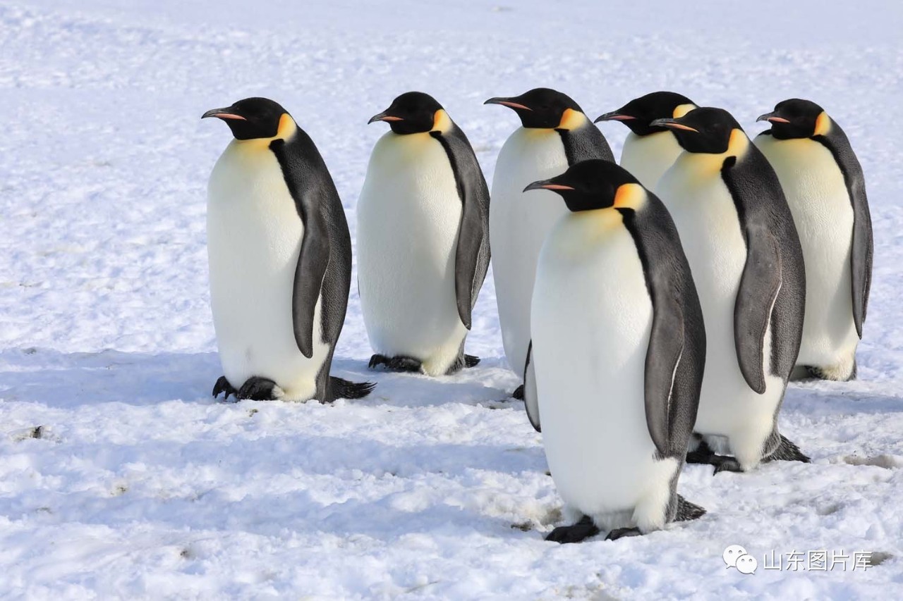 【山东图片库 名家名作】侯贺良再访南极,看"皇帝企鹅"竟这般具有