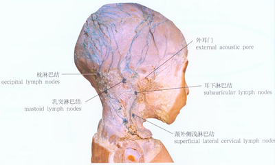 后脑勺的淋巴位置图图片