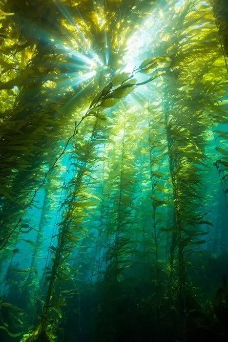 海带是不是藻类植物图片