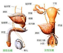 梁色质,性腺及外生殖器的不一致,可分型为男性假两性畸形,女性假两性