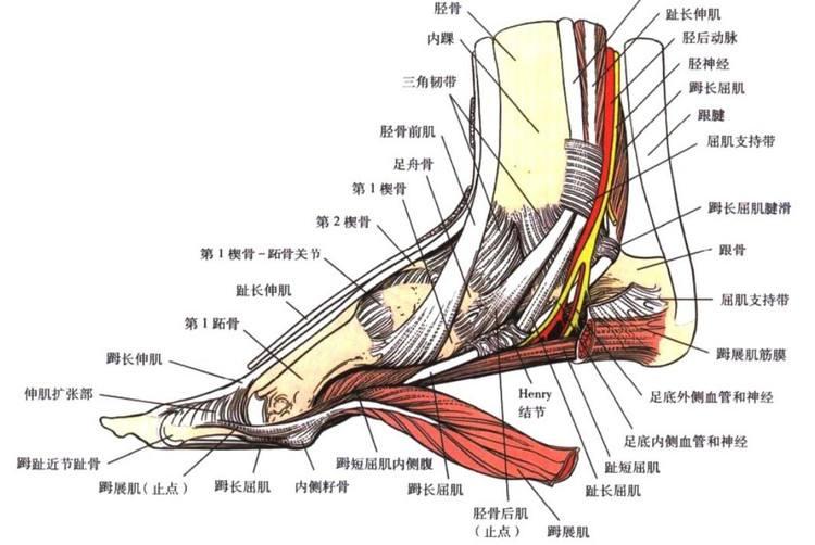 在踝关节扭伤中,距腓前韧带的纤维部分或完全撕裂,从而踝关节不