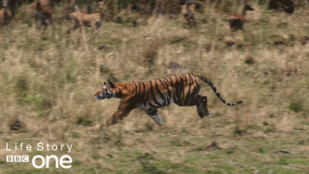重约180~380千克,巨大的体型并没有妨碍老虎的敏捷性,全速奔跑的虎