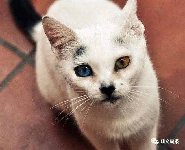 西伯利亚森林猫异瞳图片