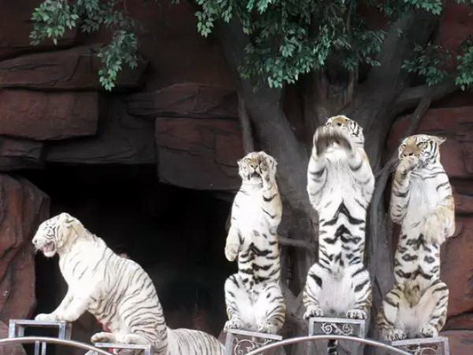 佛山动物园老虎向游客作揖,为宁波虎伤人事件道歉