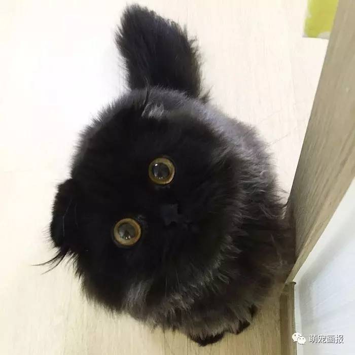 一枚黑煤球猫咪可爱的不得了