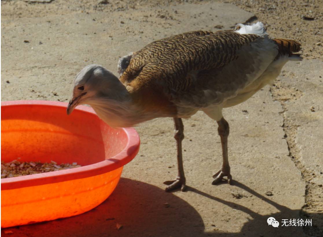 厲害了徐州動物園有些動物可能你上哪裡都看不到