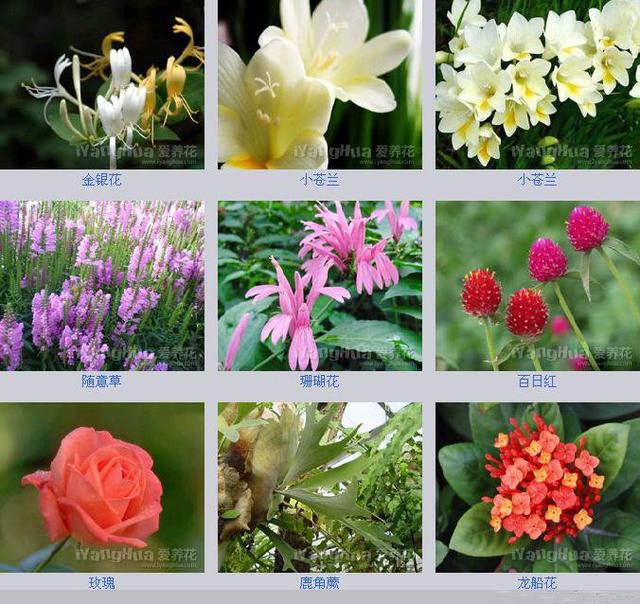 |1000种花的名字以图片图片