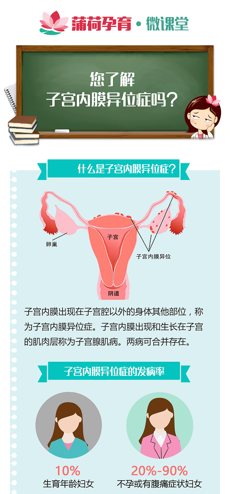 子宫内膜分层图解图片