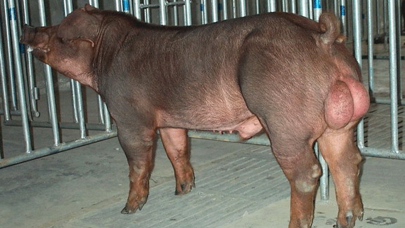 巴马香猪种公猪图片