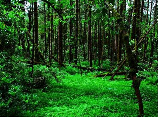 墨脱——高原中的热带雨林