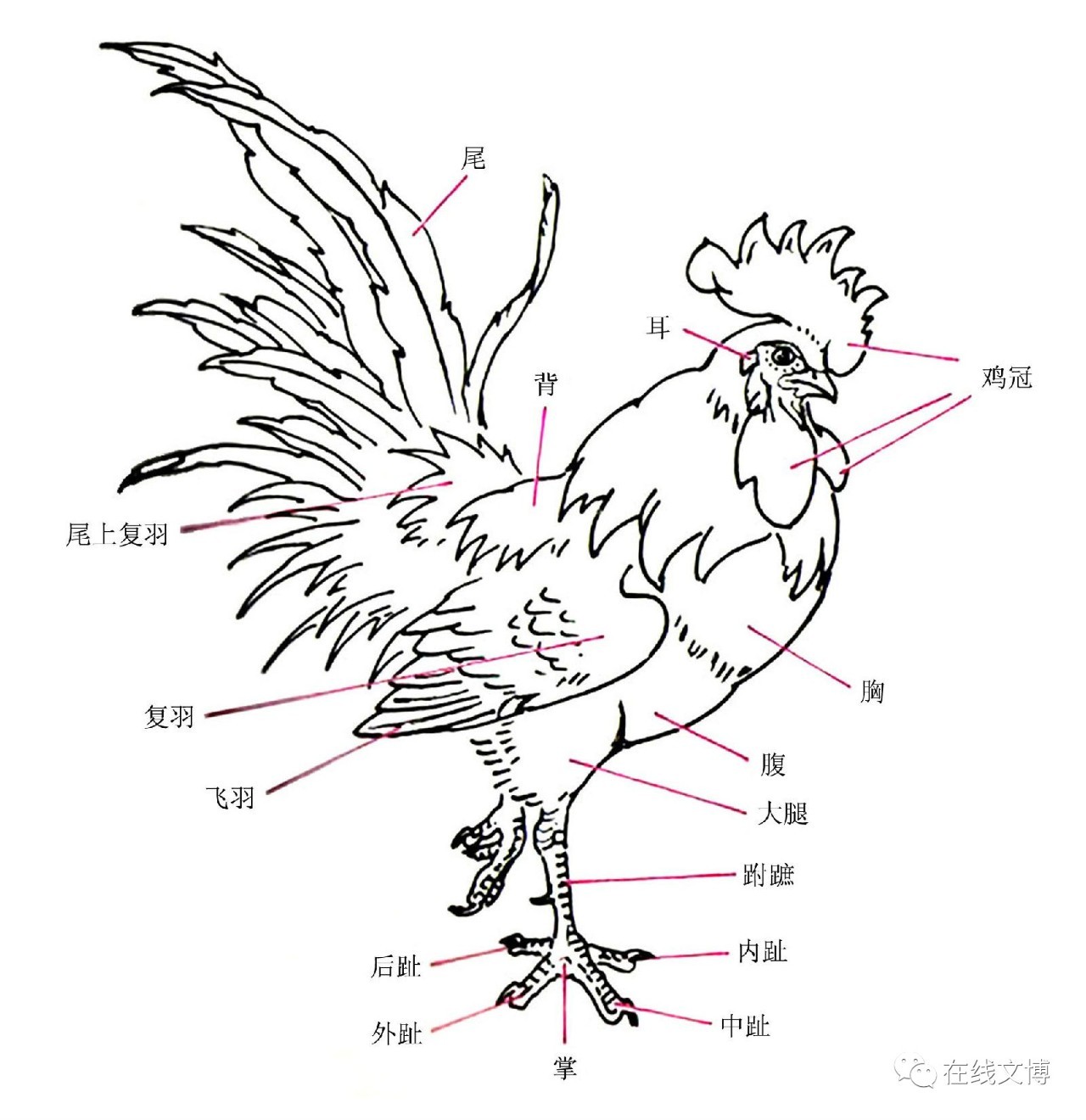 鸡的关节构造图图片