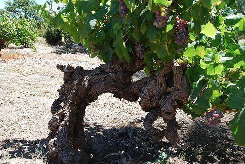 vieilles vignes 葡萄株的寿命在十五年左右.