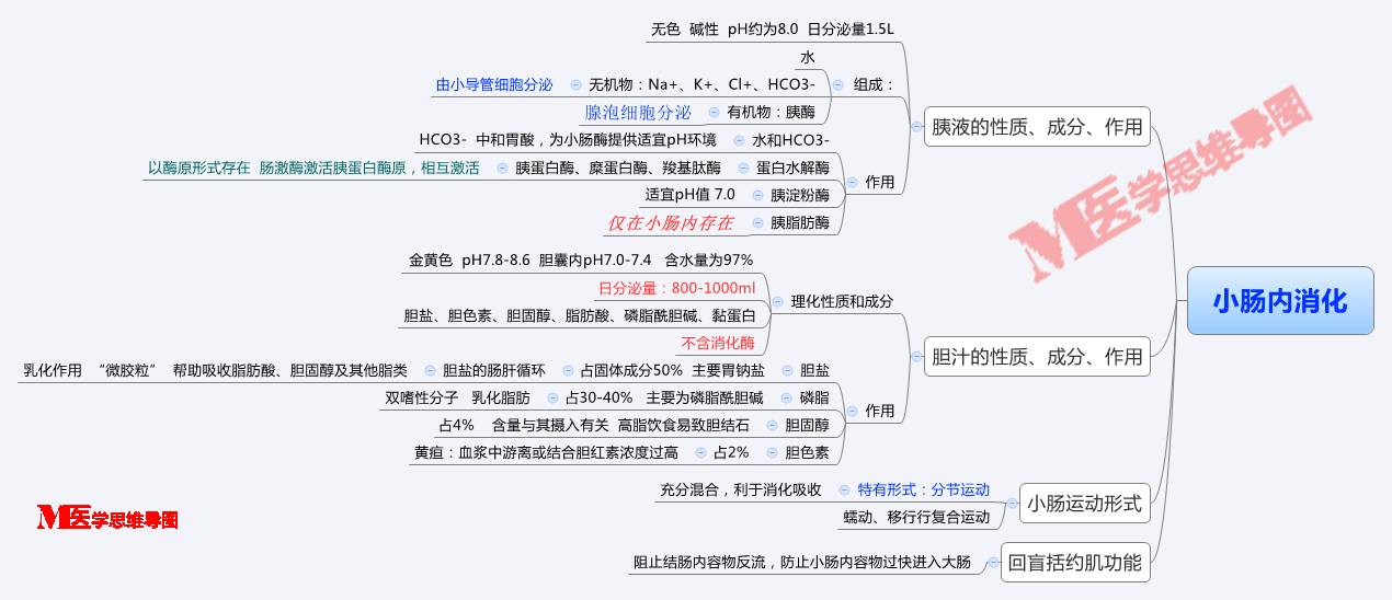 思维导图丨小肠内消化