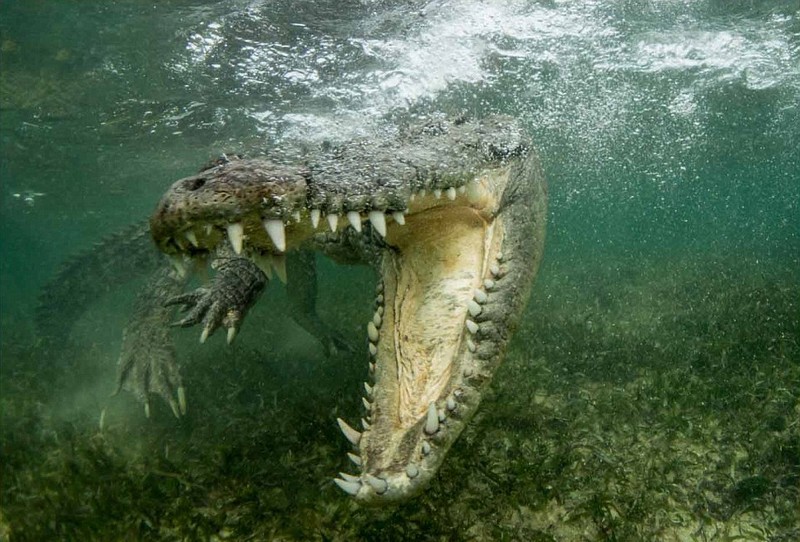 英摄影师水下拍摄鳄鱼大嘴萌照