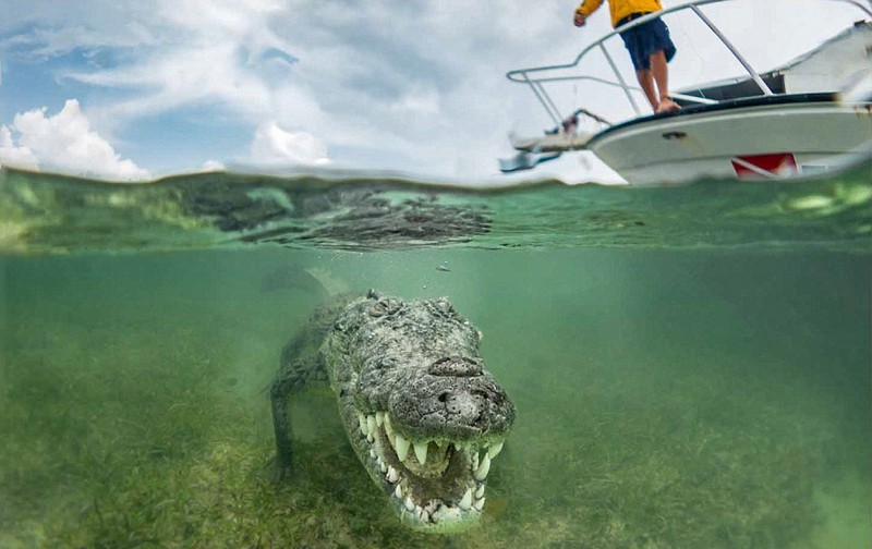 英摄影师水下拍摄鳄鱼大嘴萌照