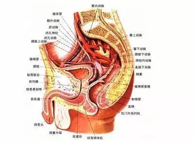 膀胱在人体的位置图图片