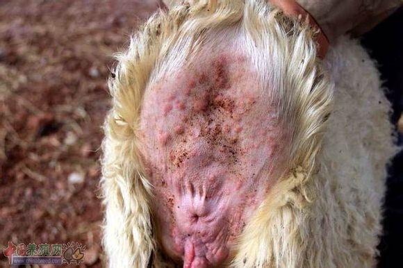 羊痘病初期图片