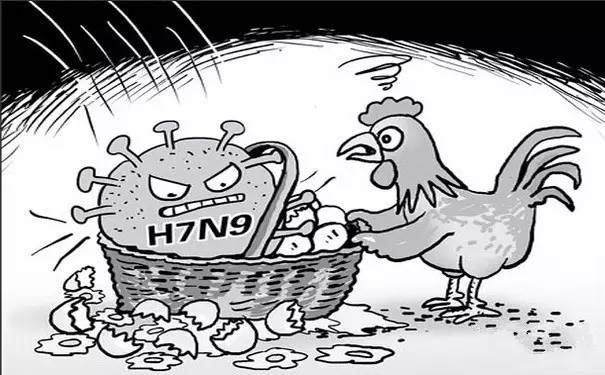 郑州新增第4例h7n9病毒携带者!关于禽流感,不要再传那些谣言了!