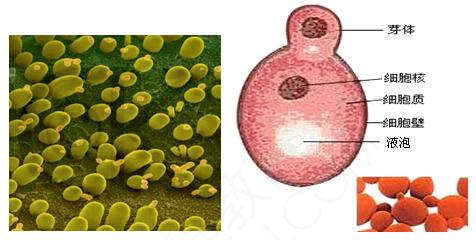 酵母菌形态结构图片