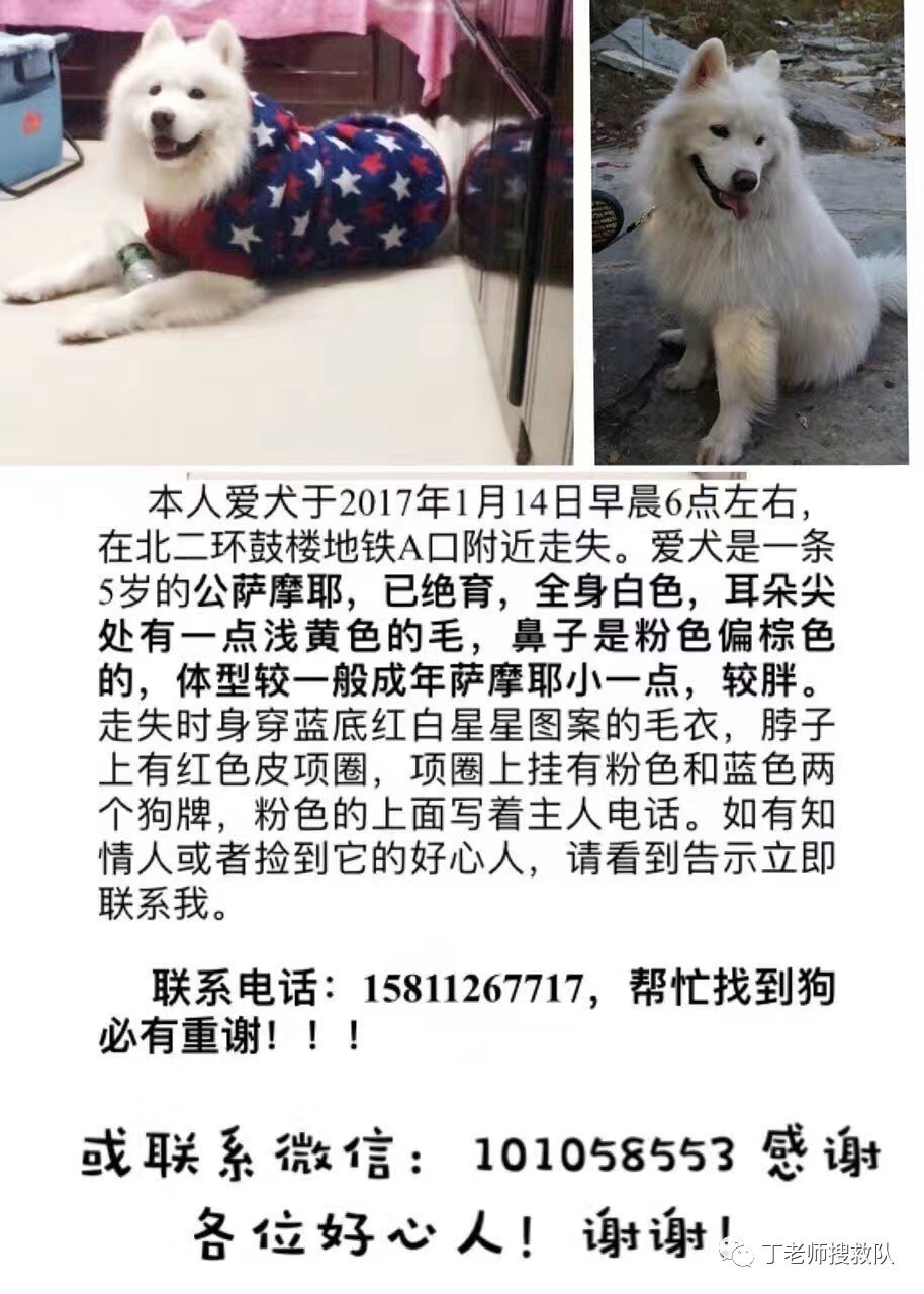 寻狗启示怎么写简单图片