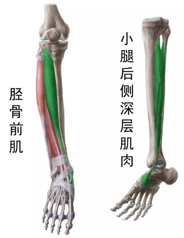 胫骨前肌紧张图片