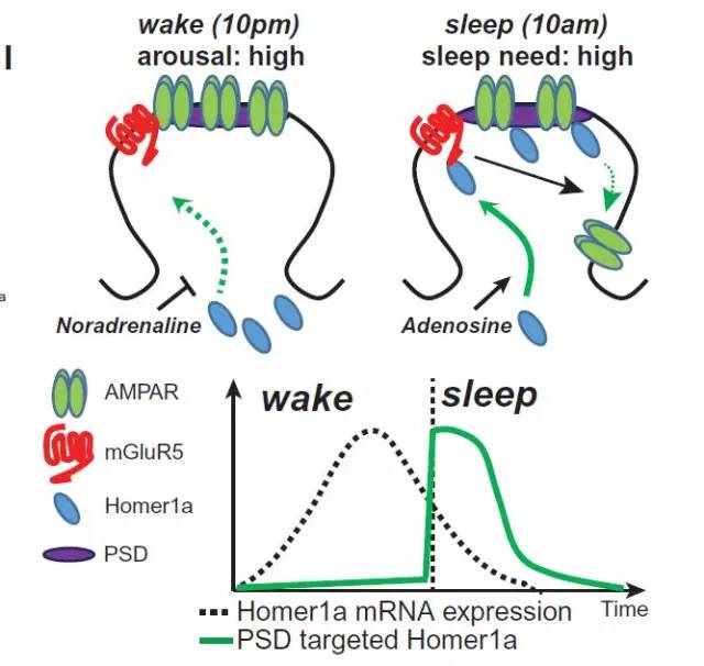 【重磅】大脑待机时在干啥?science同日两篇文章阐述睡眠意义