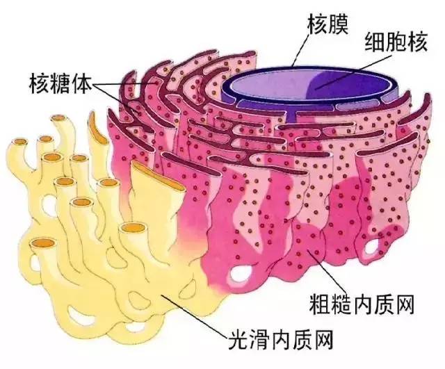 内质网模型图片