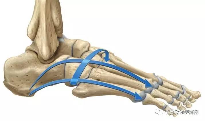 构成足弓的肌肉图片
