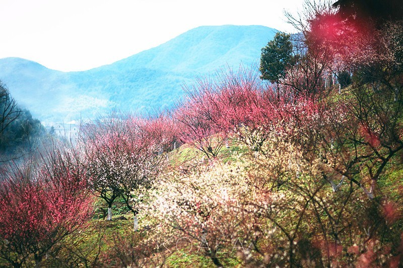 苏州香雪海樱花图片