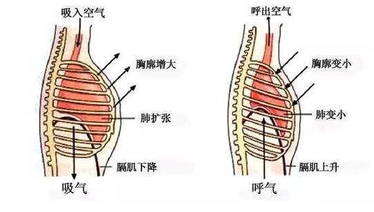 膈肌和肋间肌示意图图片
