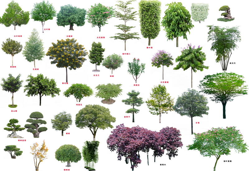 33种园林绿化树种常见图片