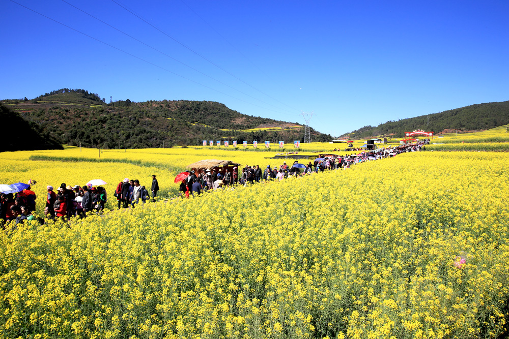 云南花海季 峨山油菜花文化旅游节精彩纪实(图)