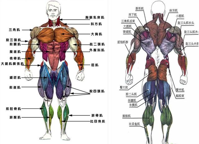 要想形体好,从了解肌肉开始